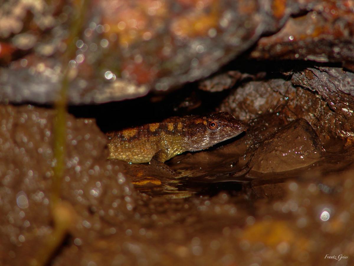 Neusticurus surinamensis